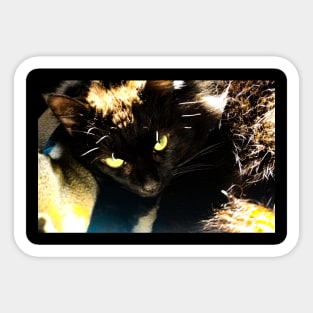 Green eyed black cat Sticker